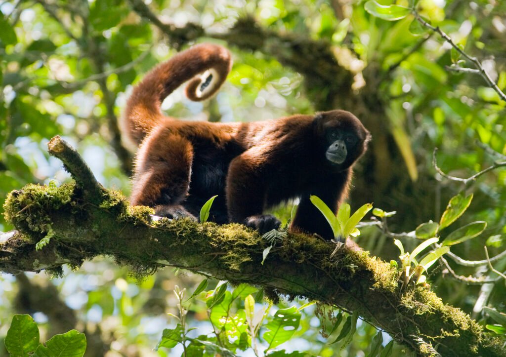 Yellow-tailed woolly monkey in Rainforest Trust protected area