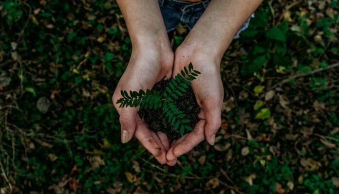 Plant cupped in both hands to represent Green Generation in Colombia