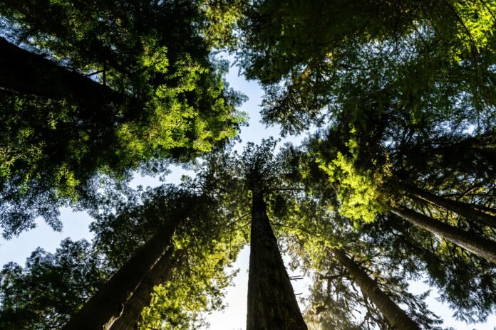 Aerial view of tall trees to represent ICGEB Biosecurity Grant Program