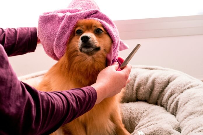 A dog receiving care