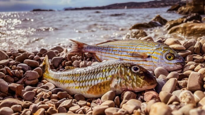 National fish and wildlife