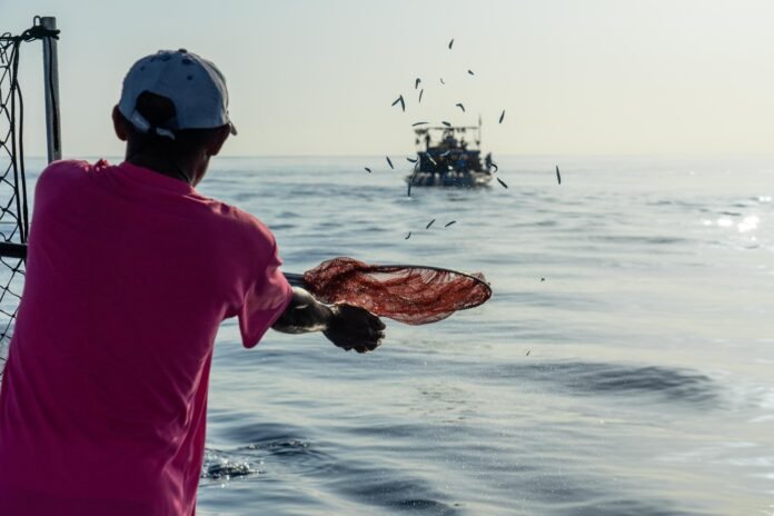 Fisherman skipjack fishing with Blueyou backing