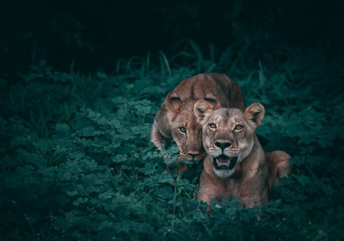 Two lions