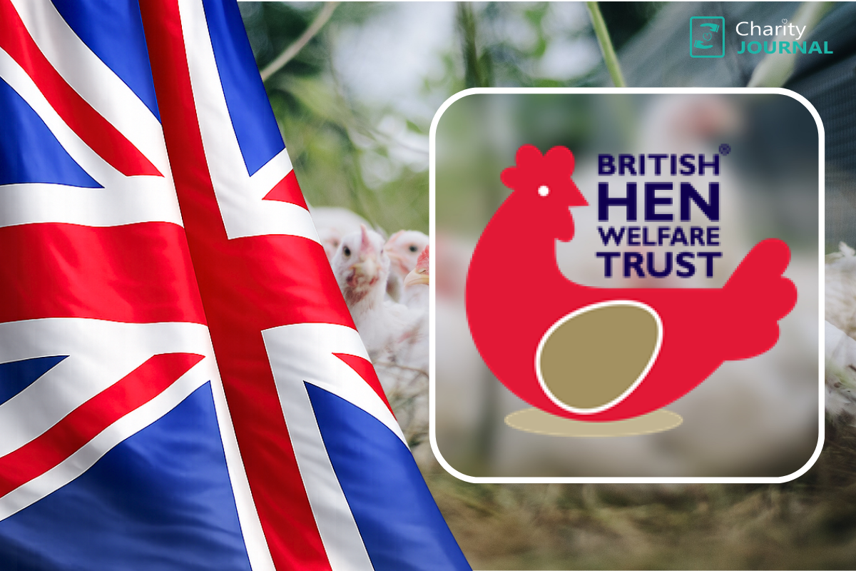 British Hen Welfare Trust to rehome chickens across Wales