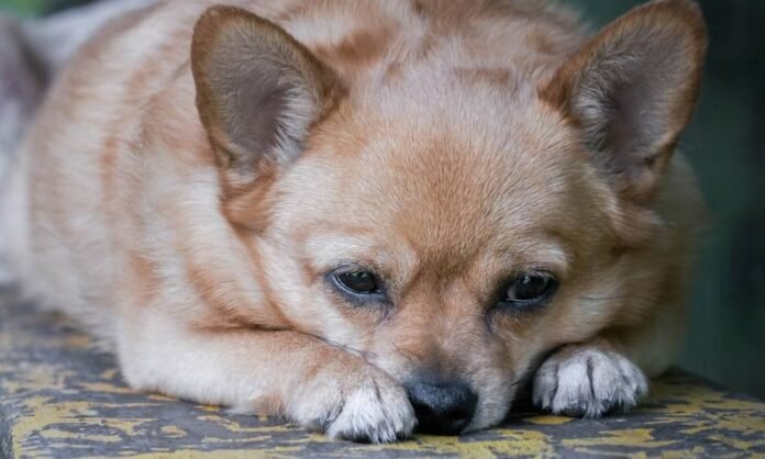 a picture of a dog