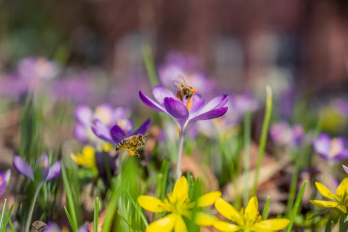 The Nature and Biodiversity Community Grant