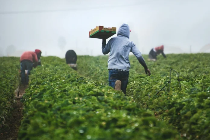 Farmers in Cameroon supported by Shekinah Farms